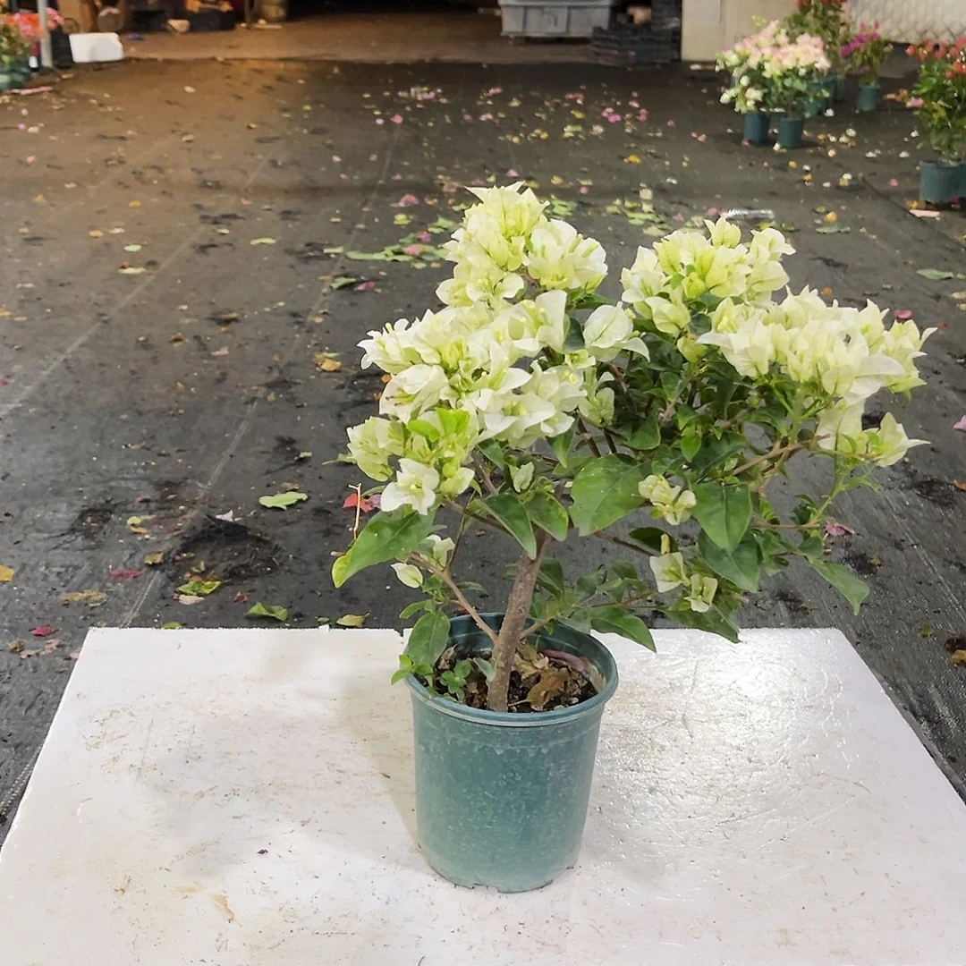 完全开放白雪公主掌中宝一颗