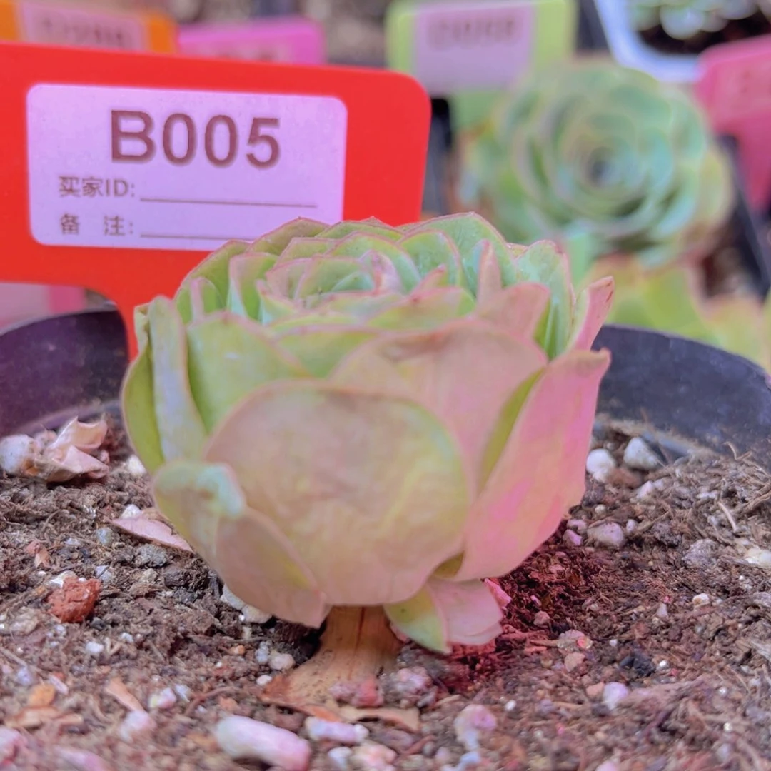 005山地玫瑰绿色