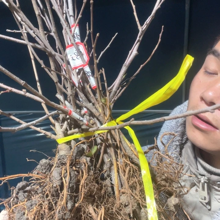 原生我**厨批发的雪之辉海棠花苗