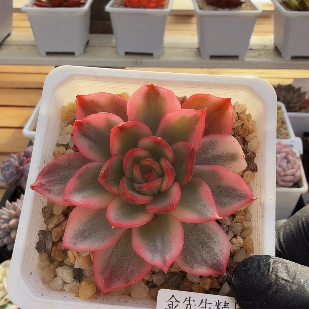 0925-56不知名锦单头