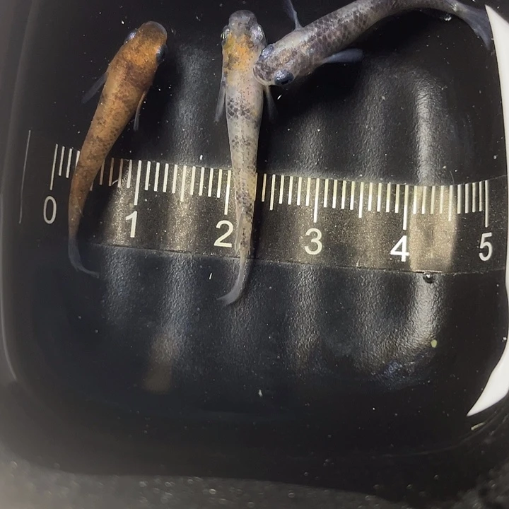 青鳉鱼醒狮3条，满10包邮，可叠单