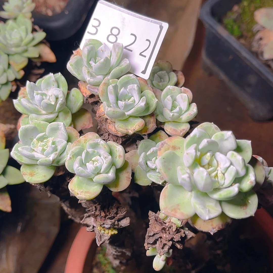 拇**王苹果叶花朵脸3822