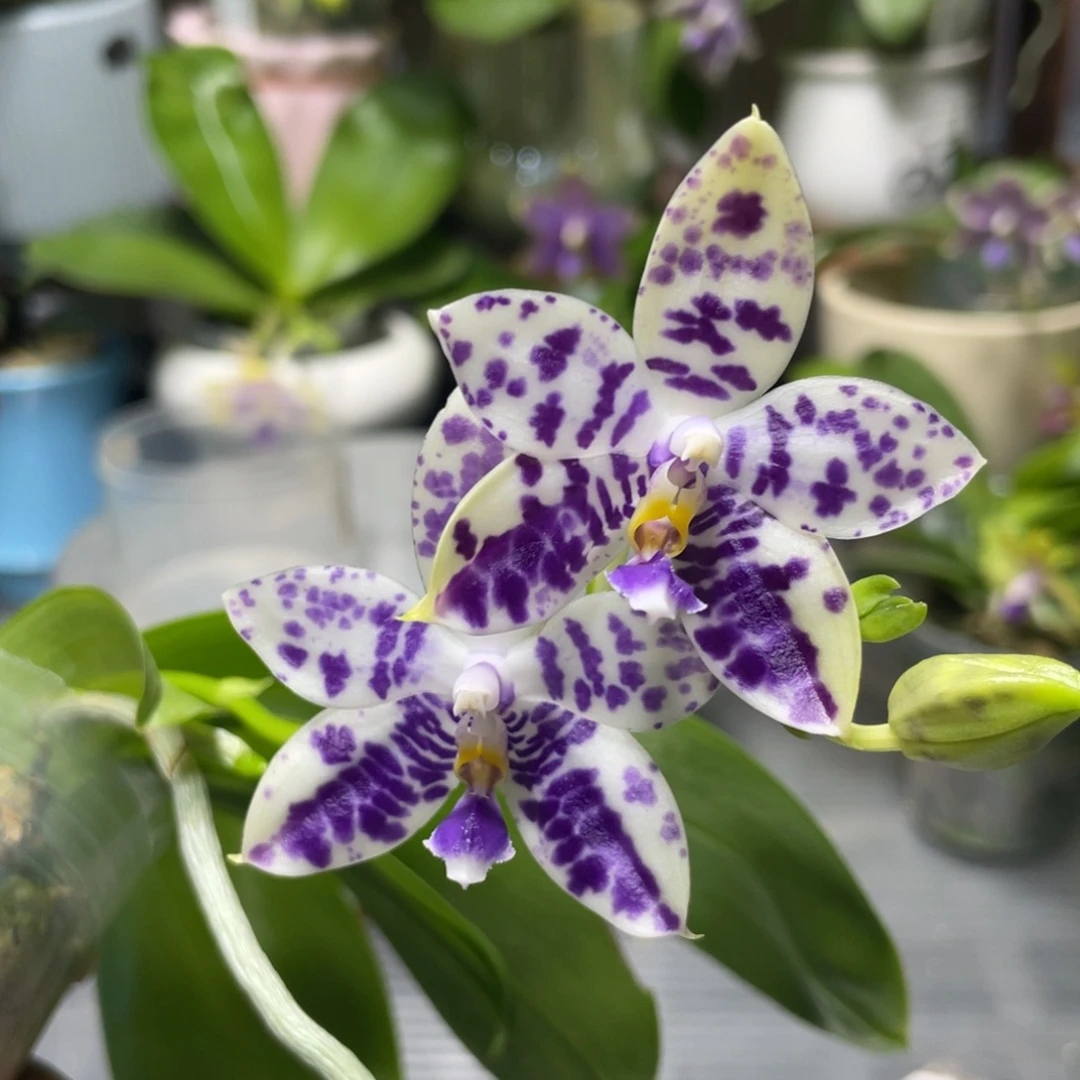 完全开放YW08，2.5杯开花株