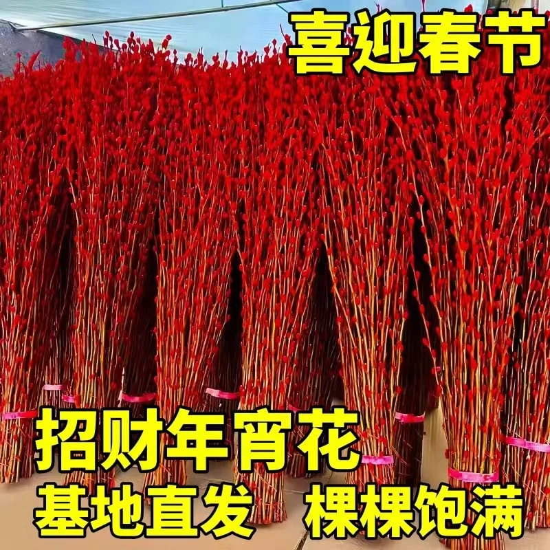 【20支带瓶带挂件】喜庆银柳干花盆栽新年居家摆放绿植室内装饰