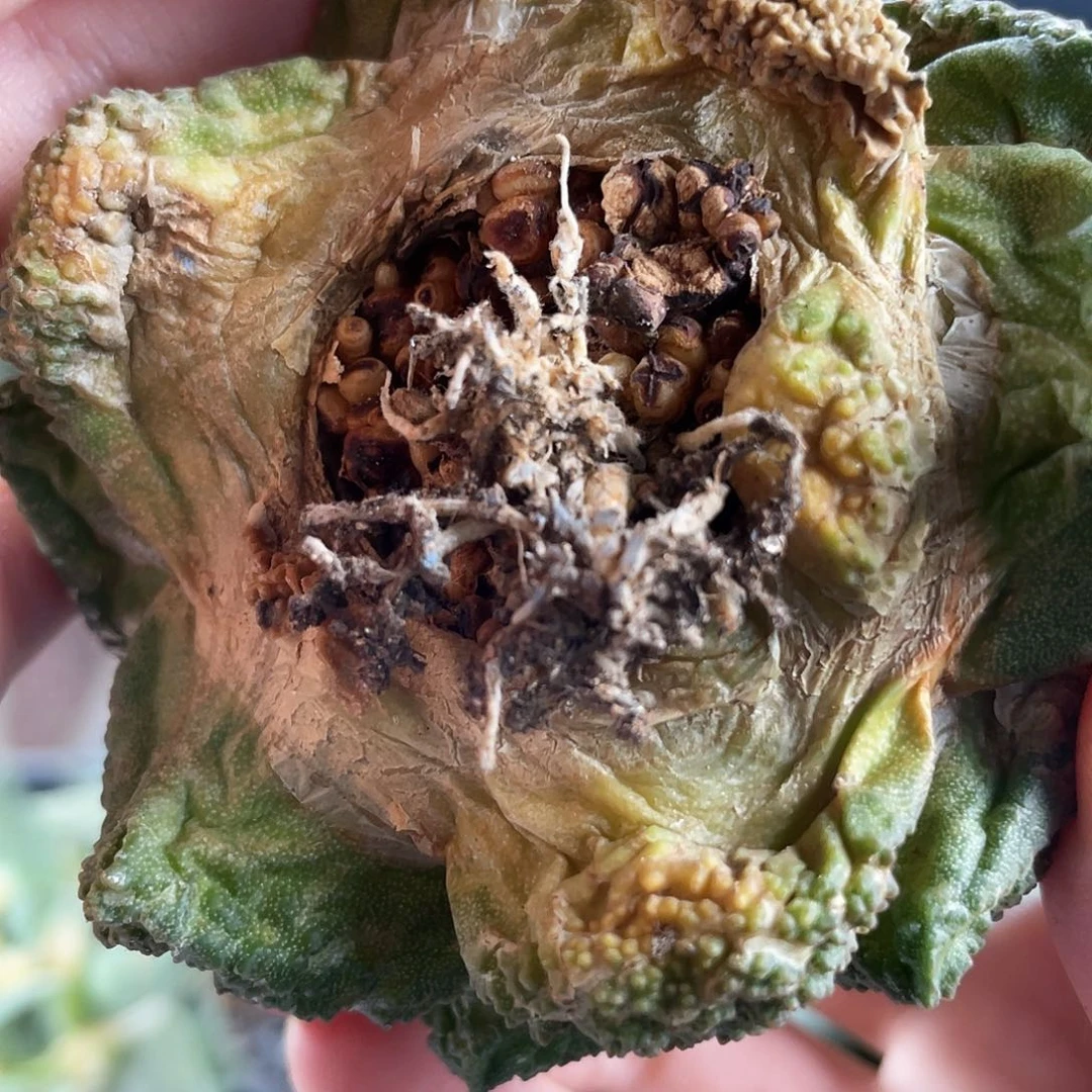 10号科技根哥斯拉牡丹8.5