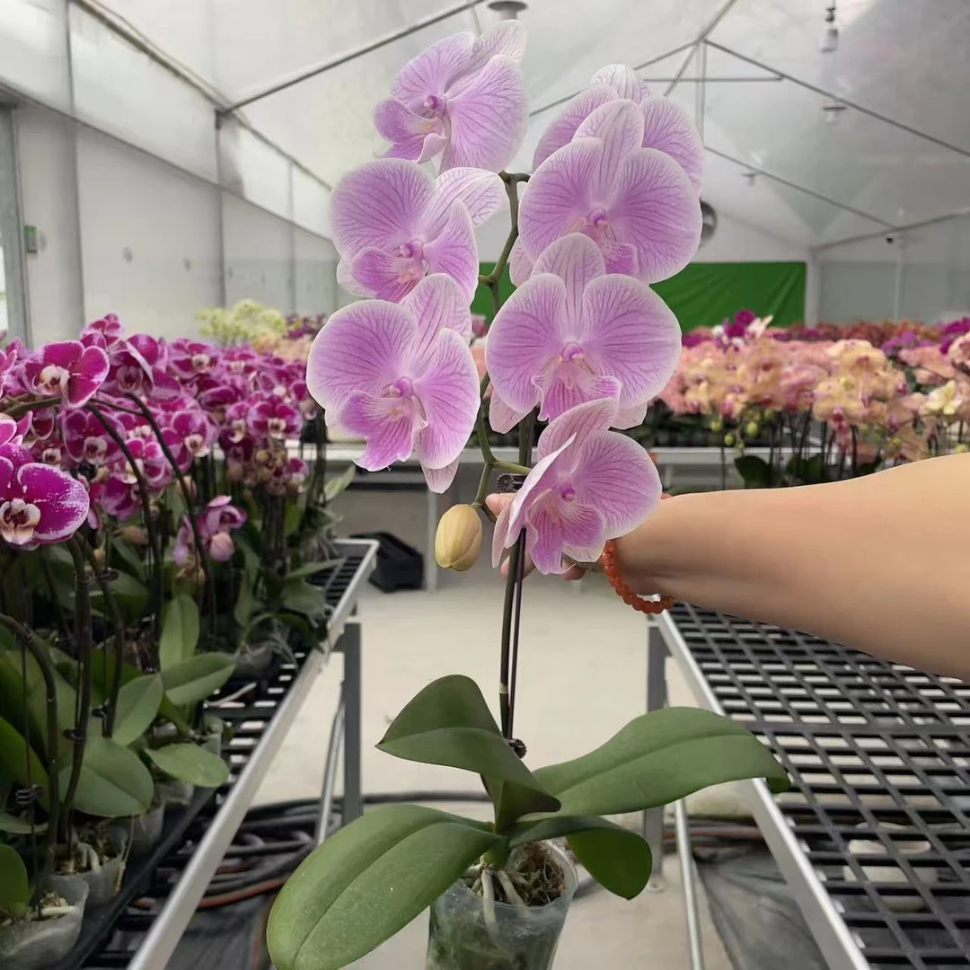 《爱丽丝》3.0双植料精品蝴蝶兰 稀有品种 室内花卉