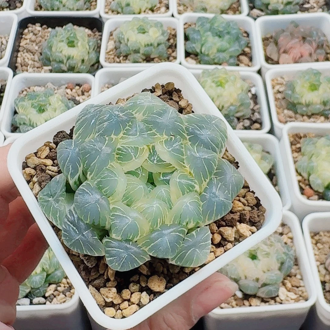 浓***咖十二卷 实生冰灯锦