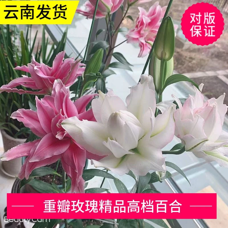 进口重瓣香水百合种球对版 路德维娜/艾莎/冰美人/暴风雪/贵妃
