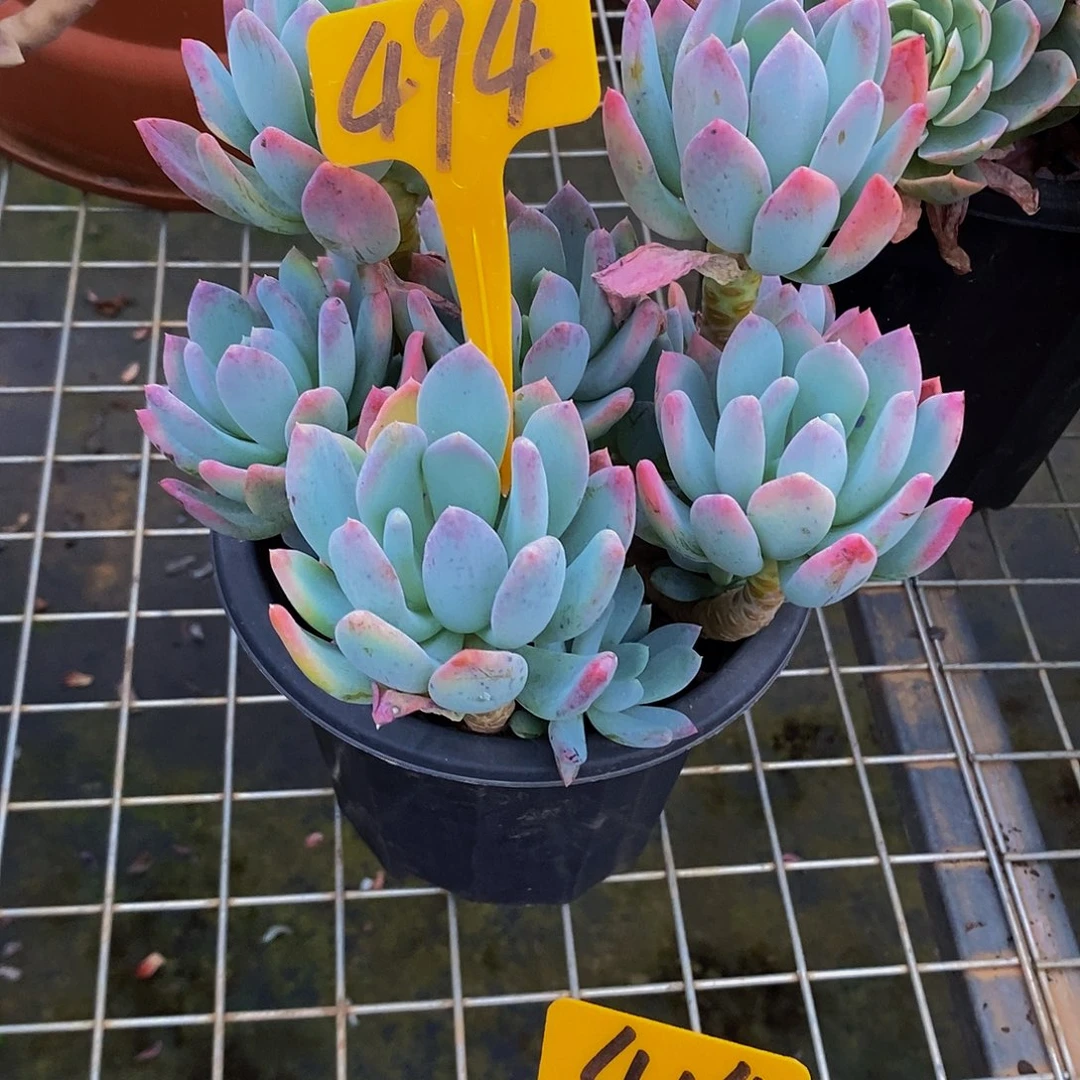 芹***儿灰姑娘494。