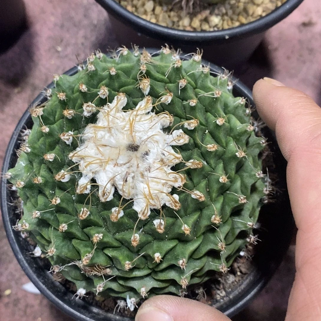 完全开放帝冠仙人球仙人掌