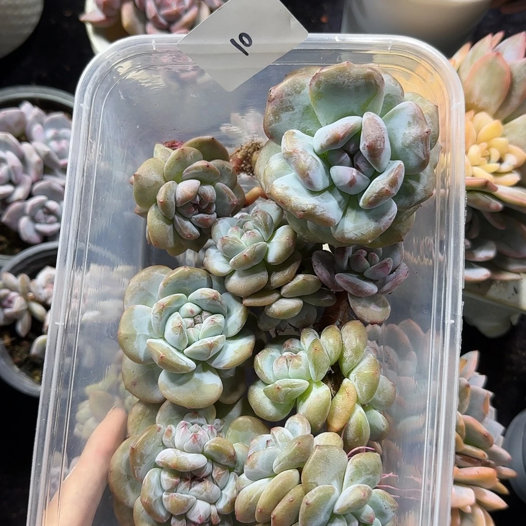 星影一筐一物一拍10
