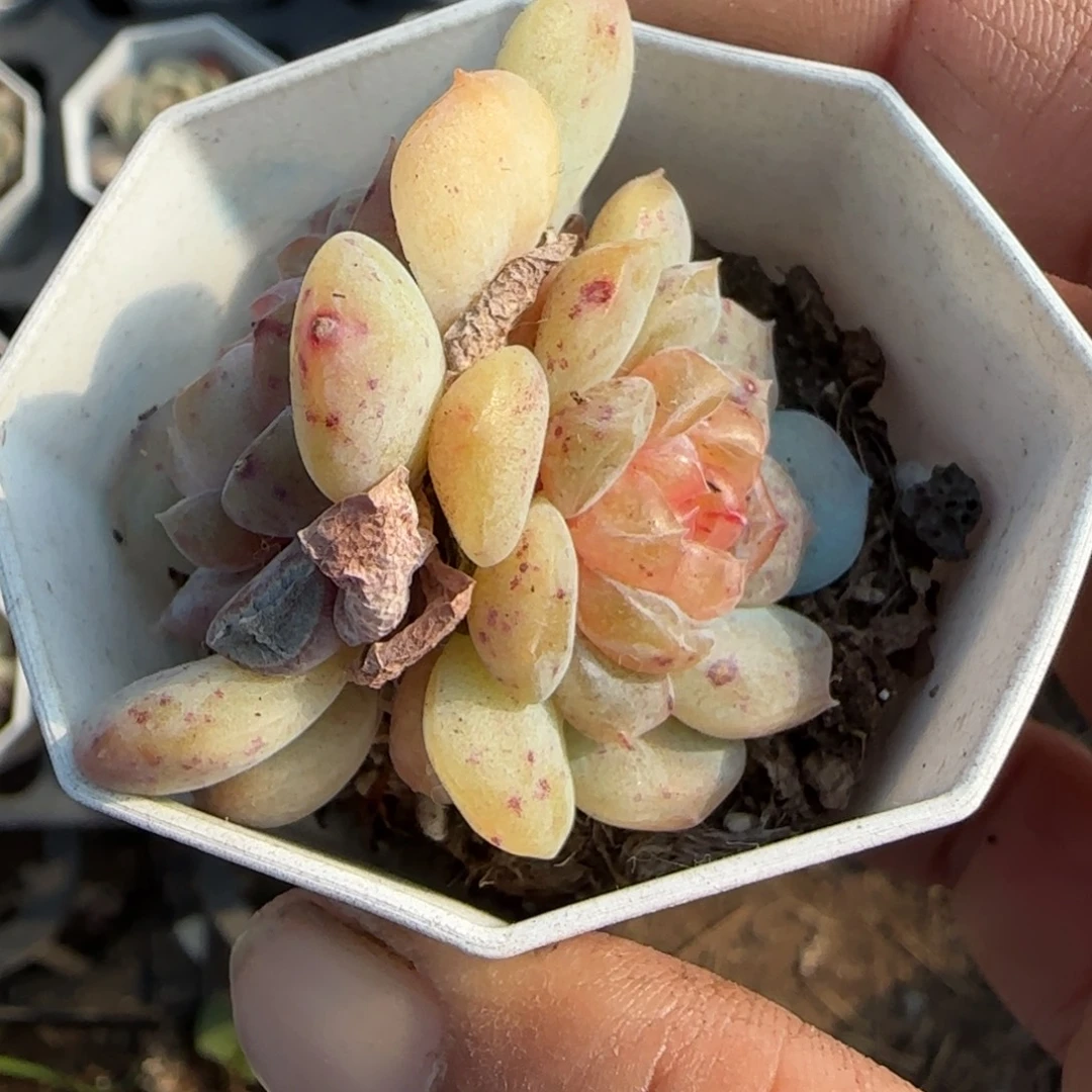 多肉小卡拉米糖心一物一拍