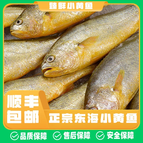 【速冻锁鲜】东海野生小黄鱼深海鱼9-10条装/袋 洞头本岛发货顺丰
