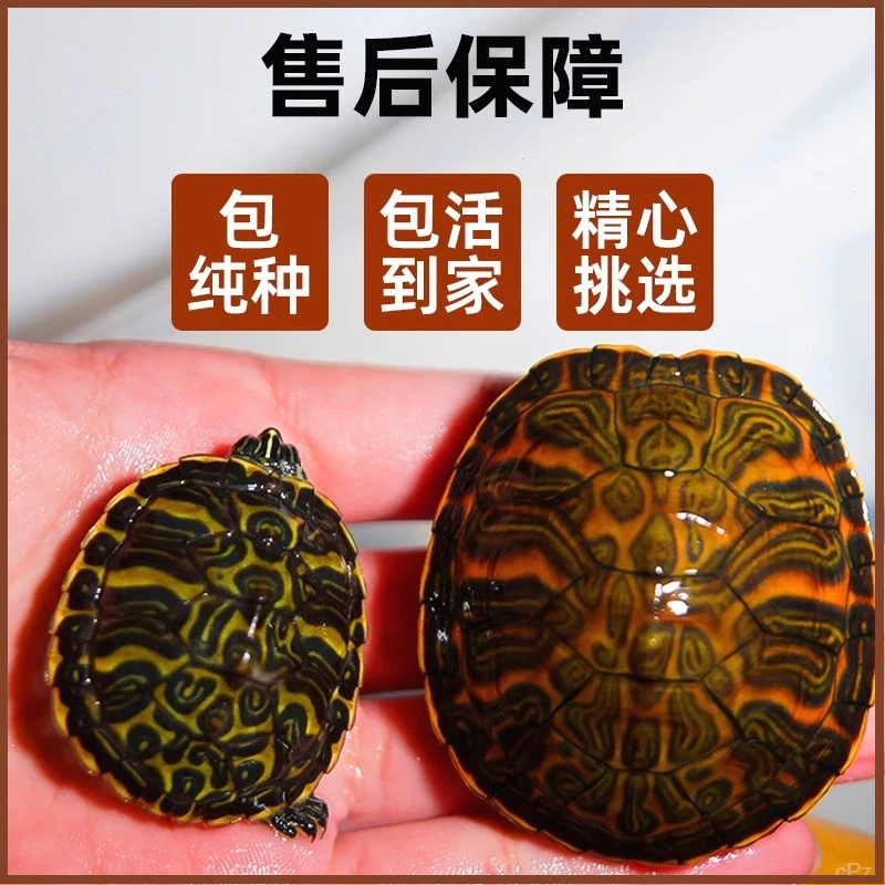 火焰龟乌龟活物鱼缸混养深水观赏龟高级家养小乌龟宠物黄耳龟冷水
