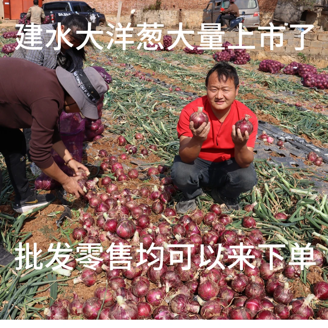 云南建水新鲜紫皮洋葱