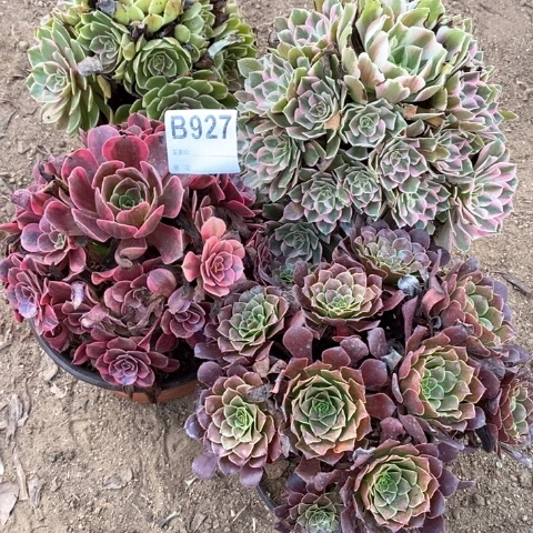 凌***秀927四颗法师多肉植物