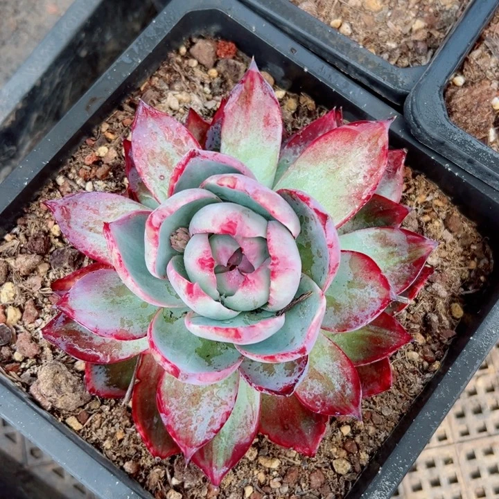 精品多肉植物老桩