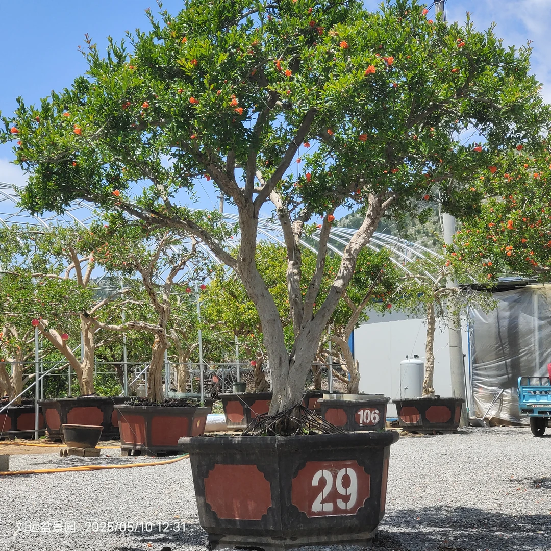 大红袍石榴树盆景适合南北方庭院别墅室内外种植