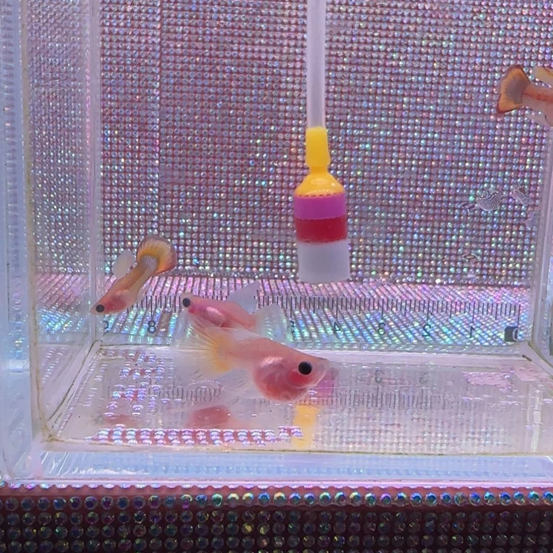 海水鱼呼啦圈带胎两对