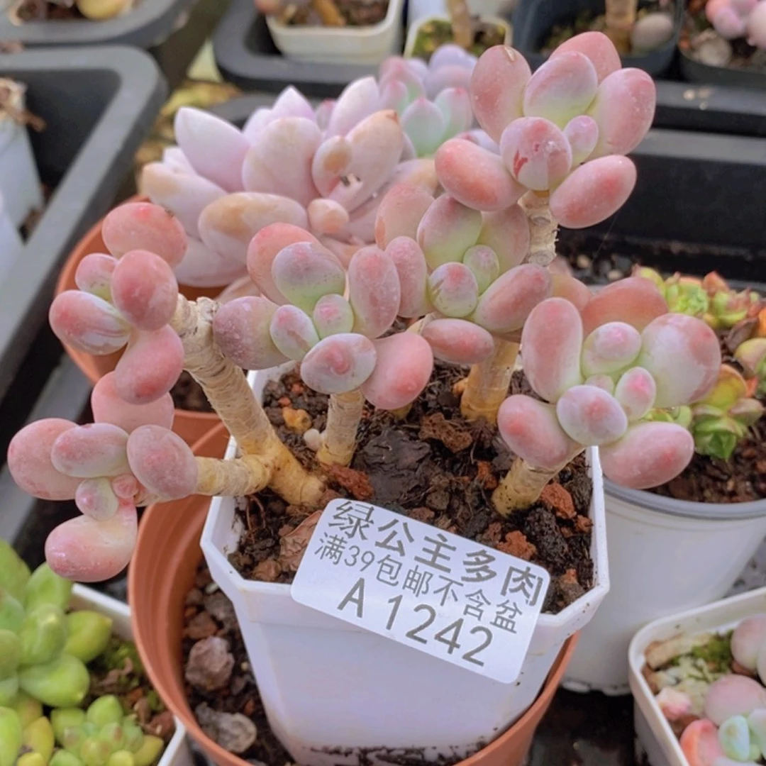 苹果奶老桩8cm1242多肉植物