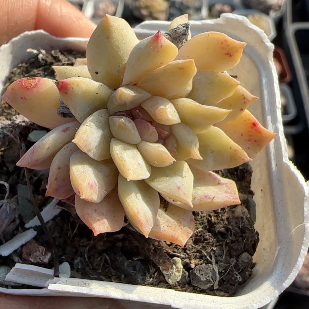 糯***鱼多肉小卡拉米糖心一物一拍