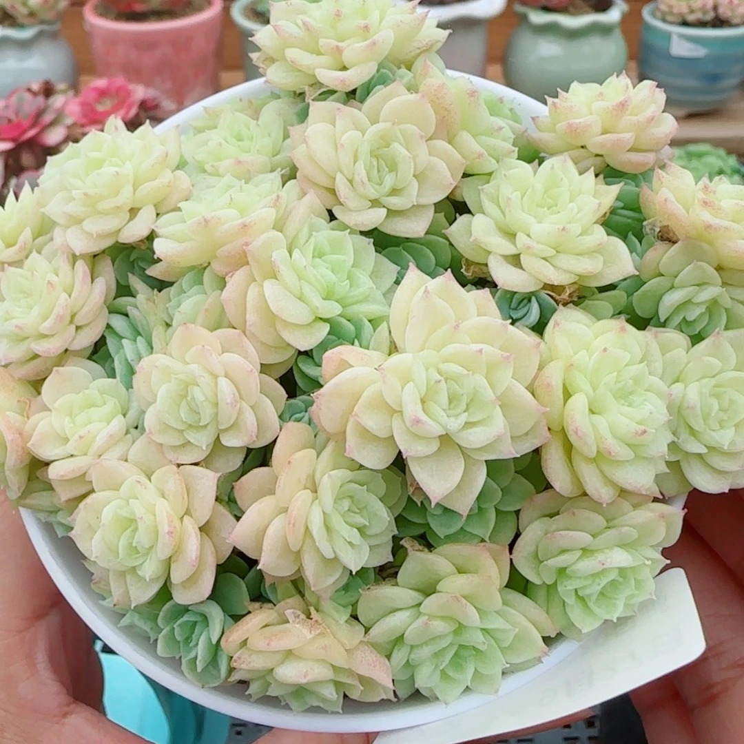 花语逸镜0927-22麦秆朵朵散
