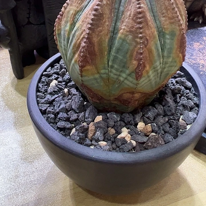 知***秦哈哈哈真的超级好看