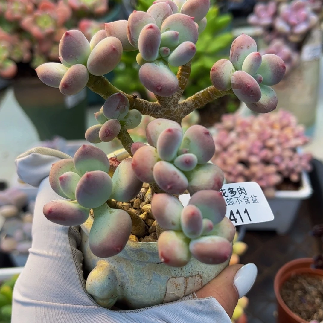 411-苹果奶多肉7cm