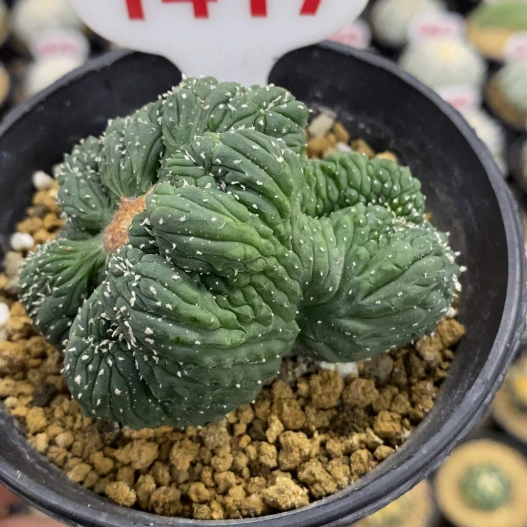 1417双头兜缀化福利