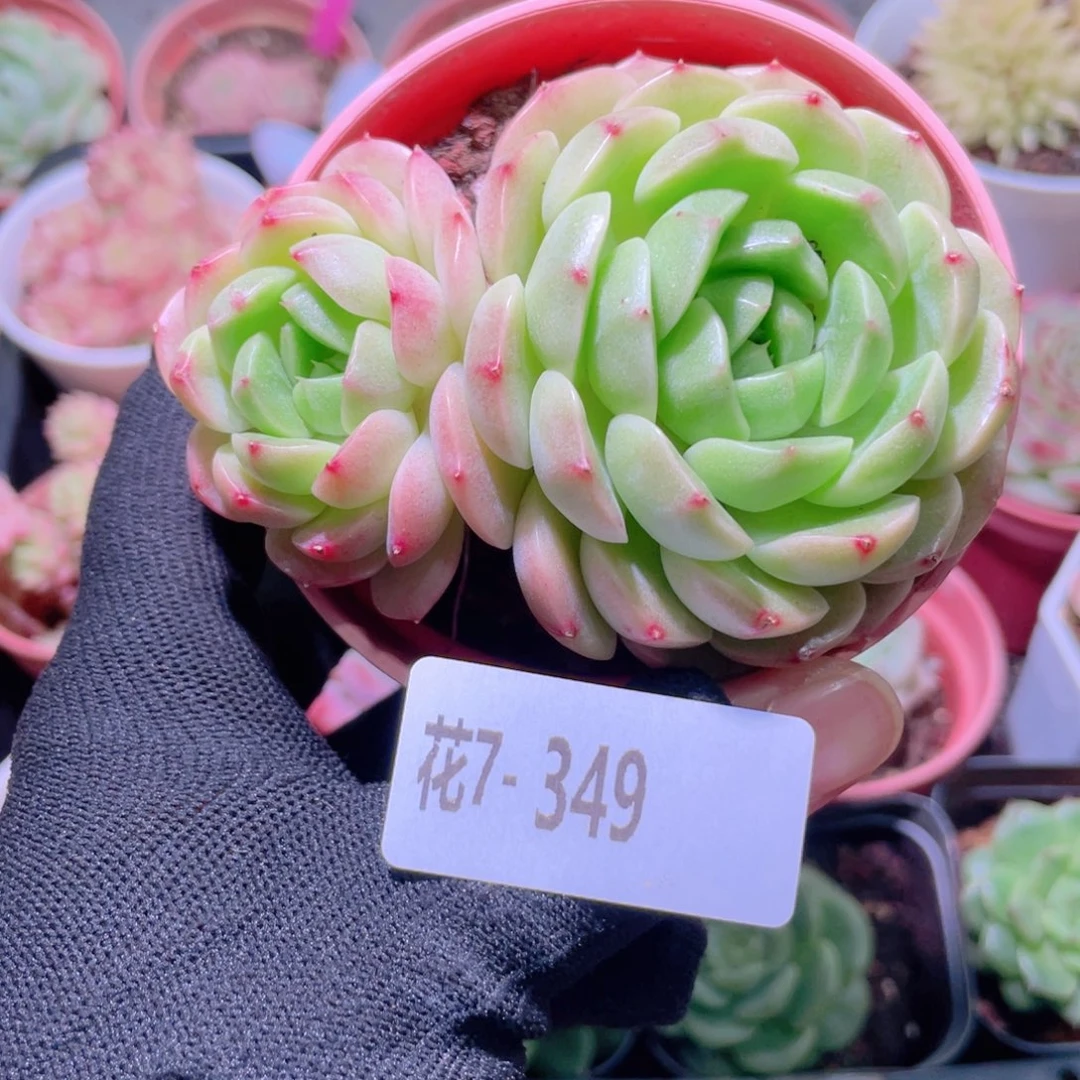 花利美7-349新品
