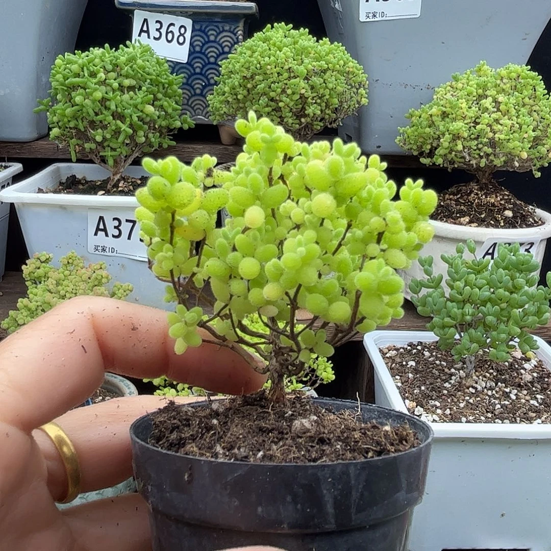 H***h蜜桔糖球优选枝干番杏