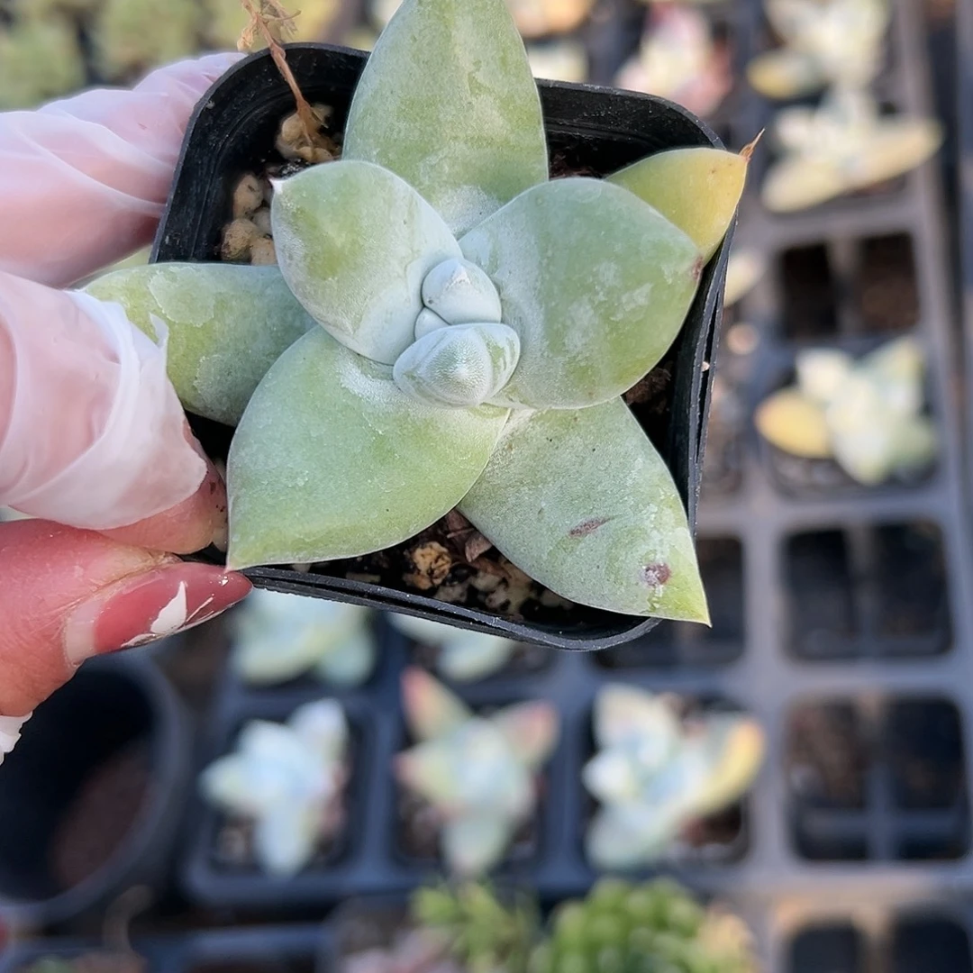 多肉植物拇指仙女