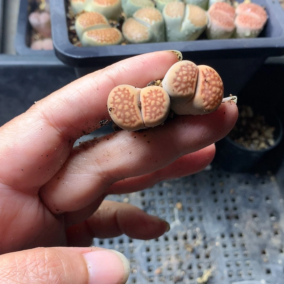 小*子H229多肉植物保护