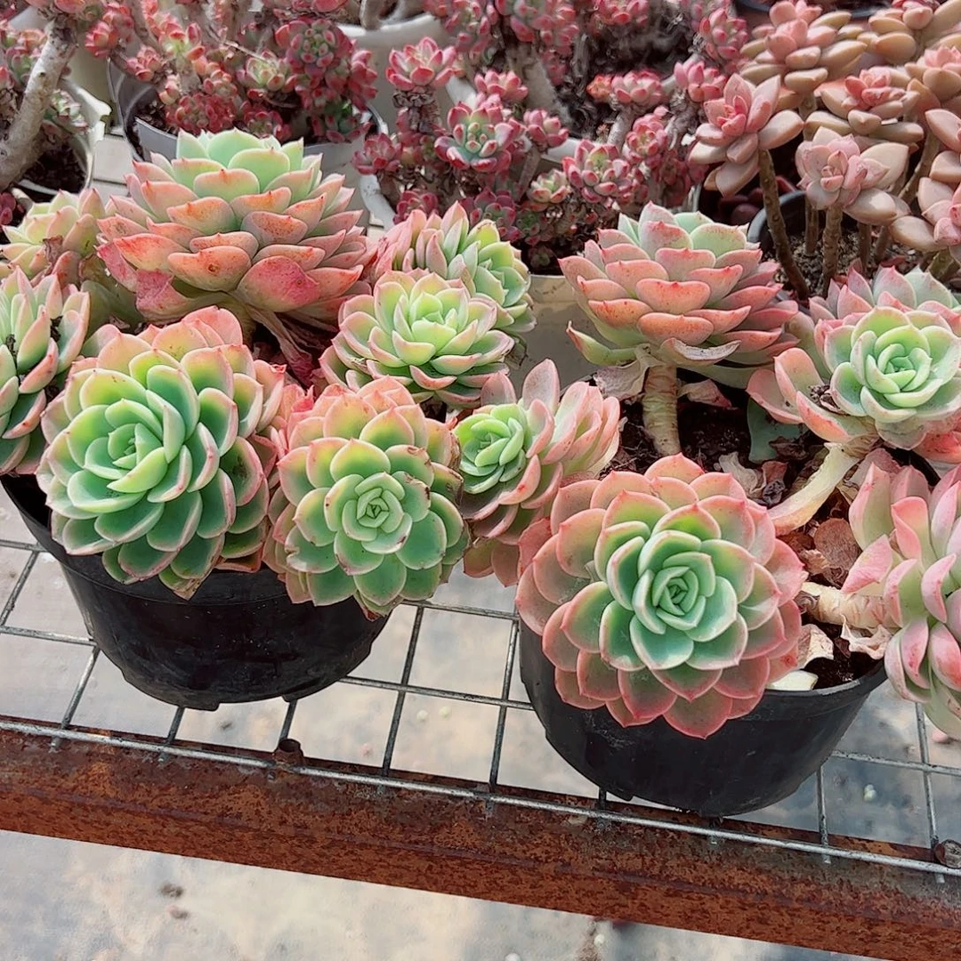 哈密瓜多头群生老桩特价