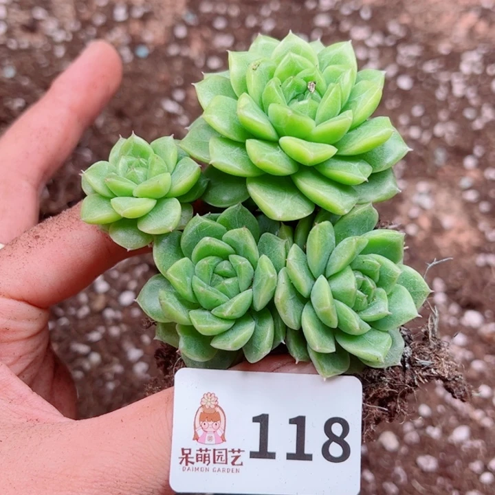 多肉植物多肉植物