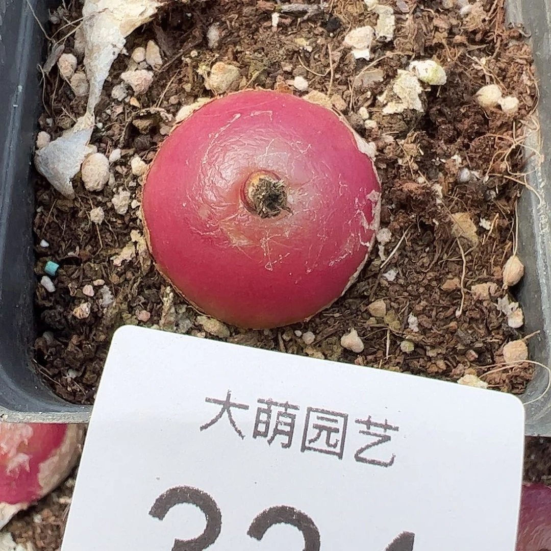 一物一拍带盆土发。 334