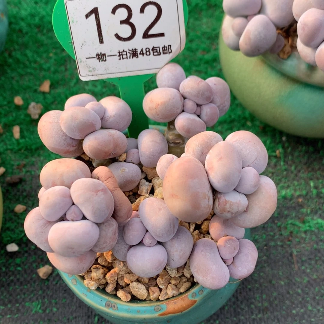 烟美人老桩无砍132