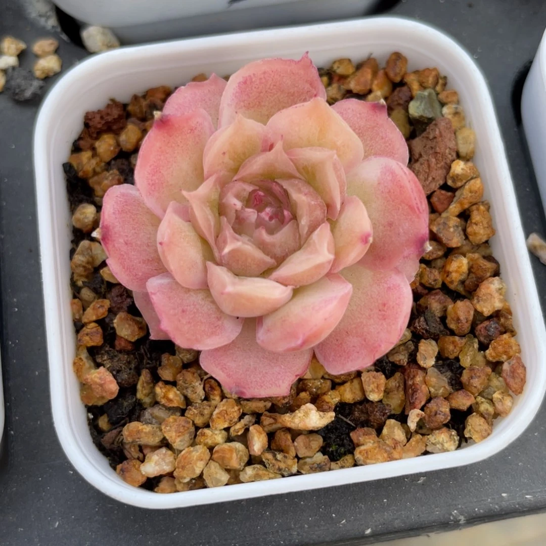 优选水晶虾饺多肉2546