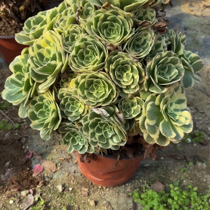 瑞妈多肉园艺506。