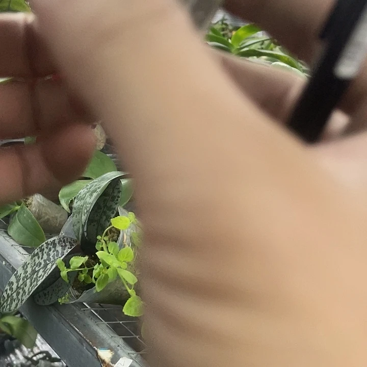 云***～当前无花栽培后可以开花西雷利1.7