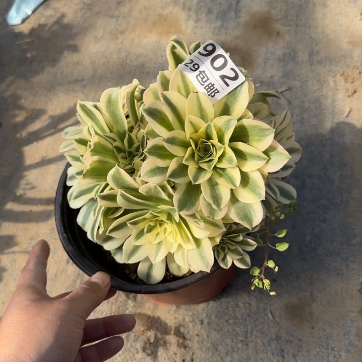 绿豆沙……多肉植物……