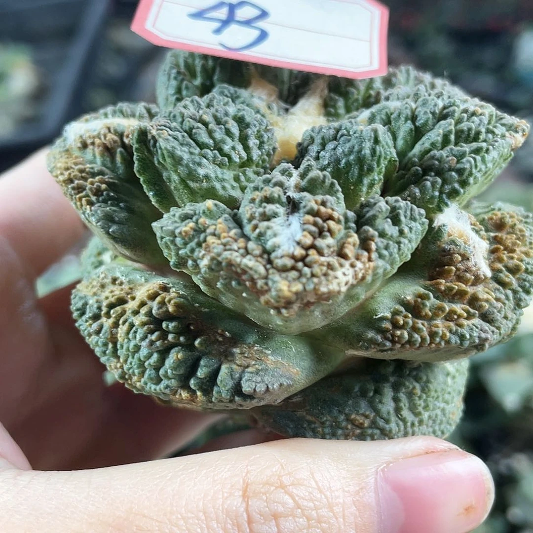 43号自根战损龟甲牡丹