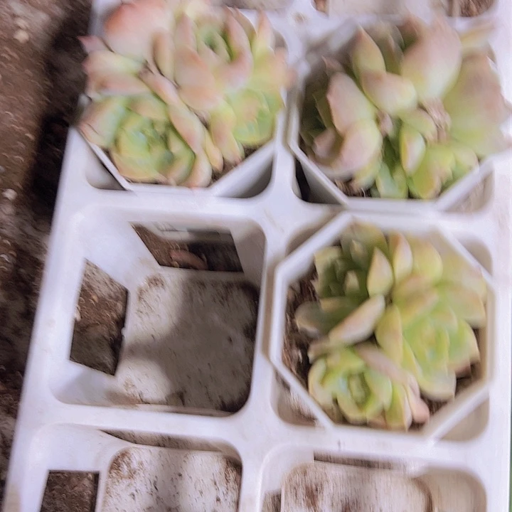 梦幻泡影群19包邮多肉植物