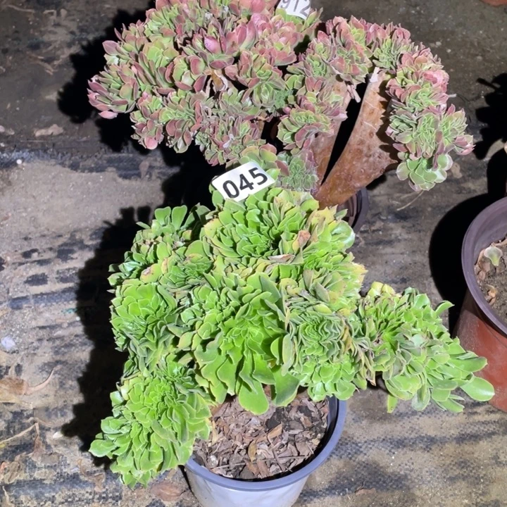 2颗缀缀化组合多肉植物