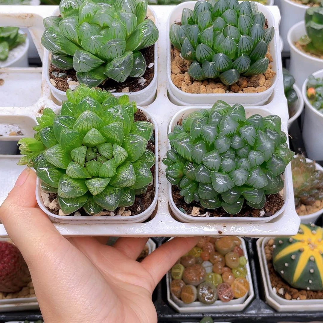 玉露四件套多肉，白盆