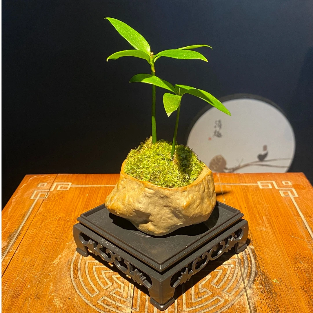 迷你小茶宠四件套室内绿植室内盆栽绿植客厅办公桌面植物摆件