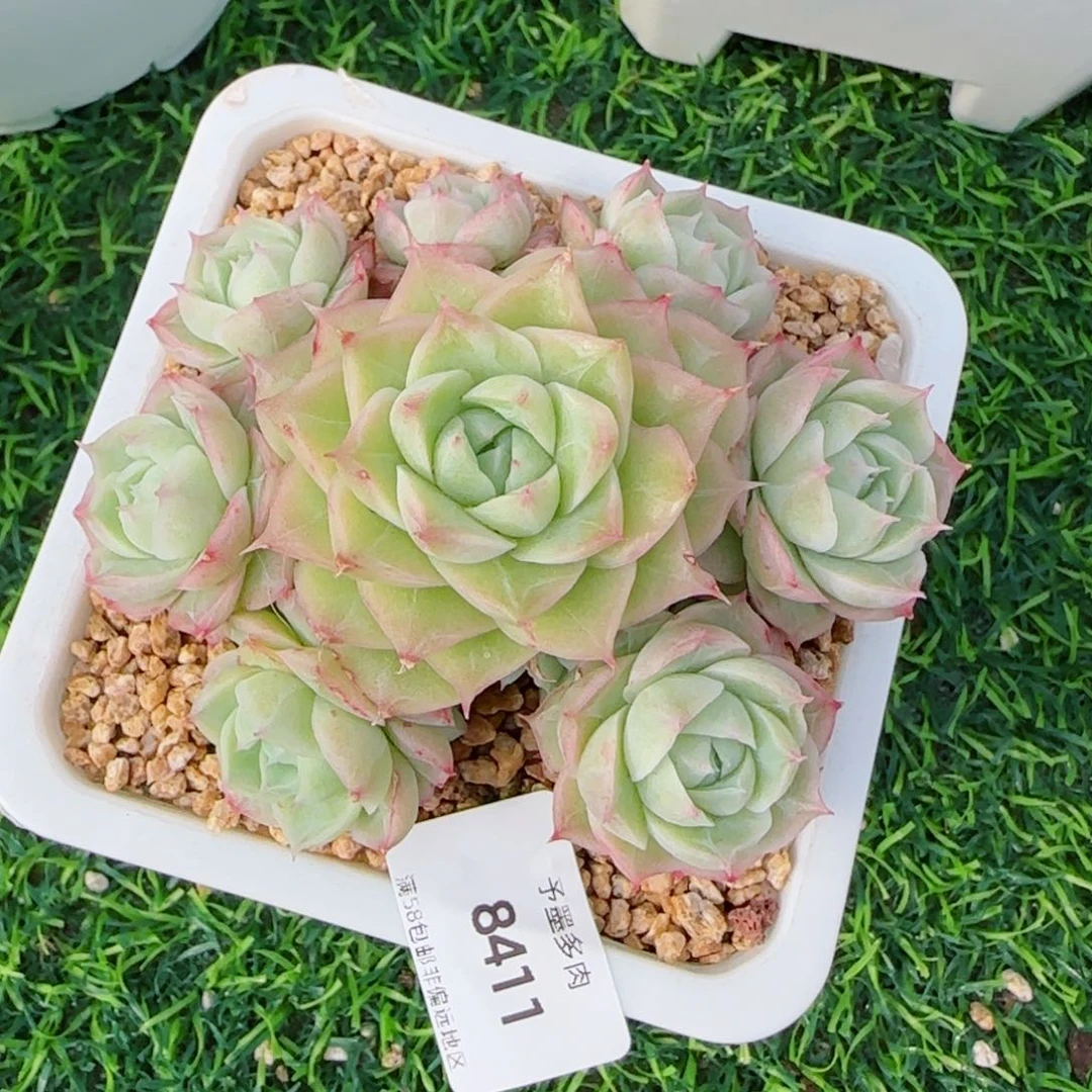 潘多拉，8411多肉植物