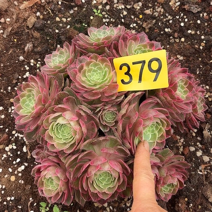 多肉植物万花筒379