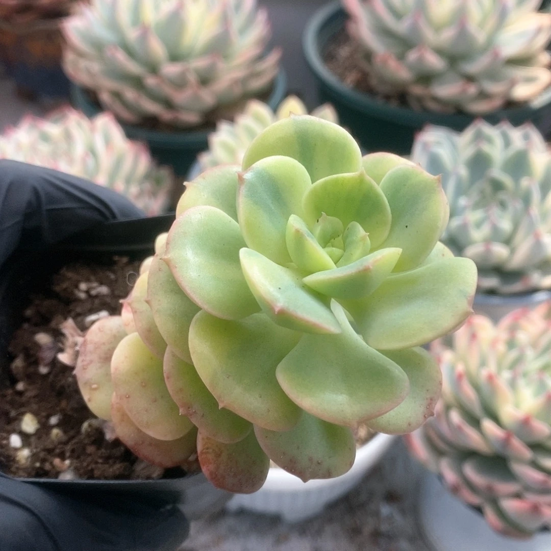 077尼克沙拉锦锦锦锦锦