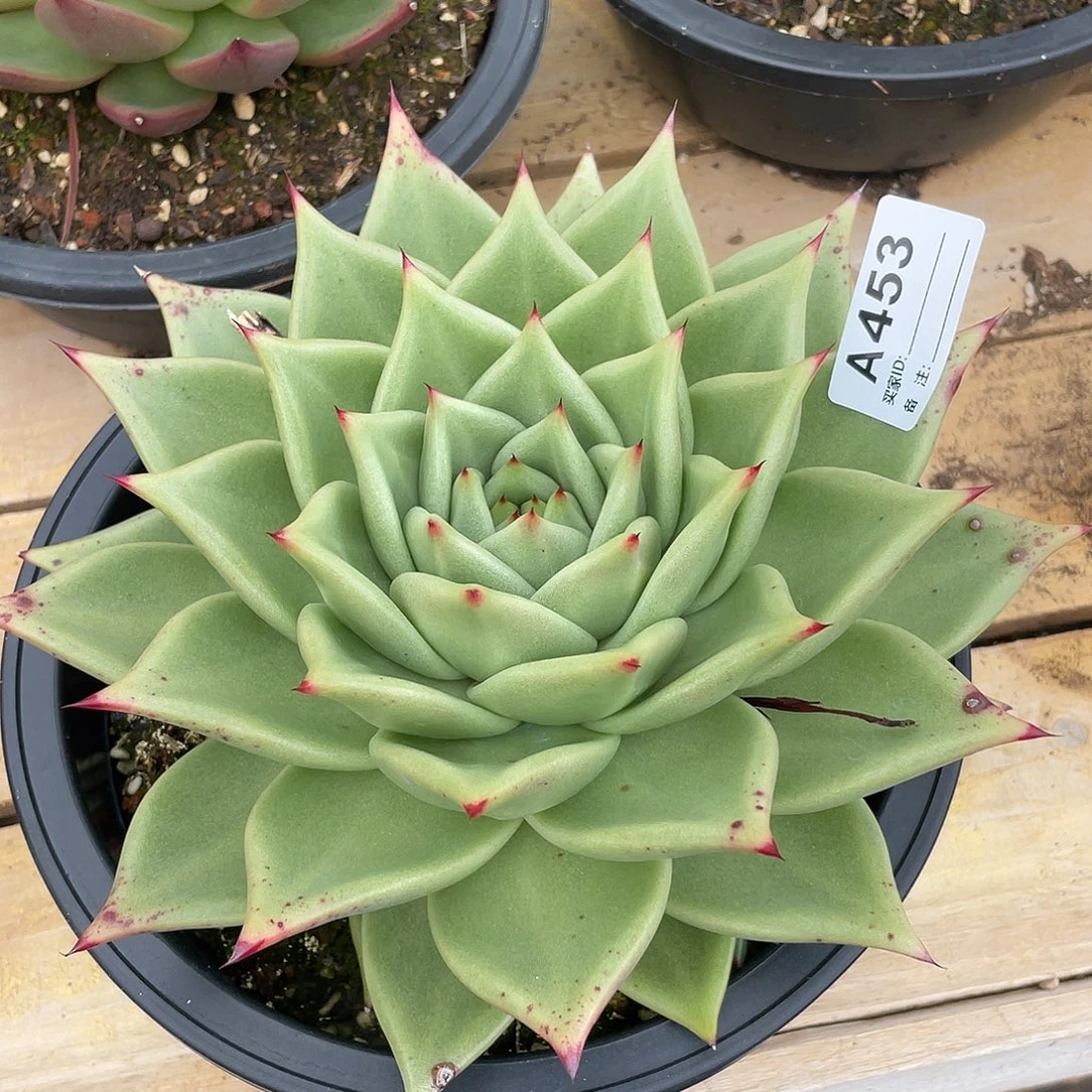 若如东云单拍A453